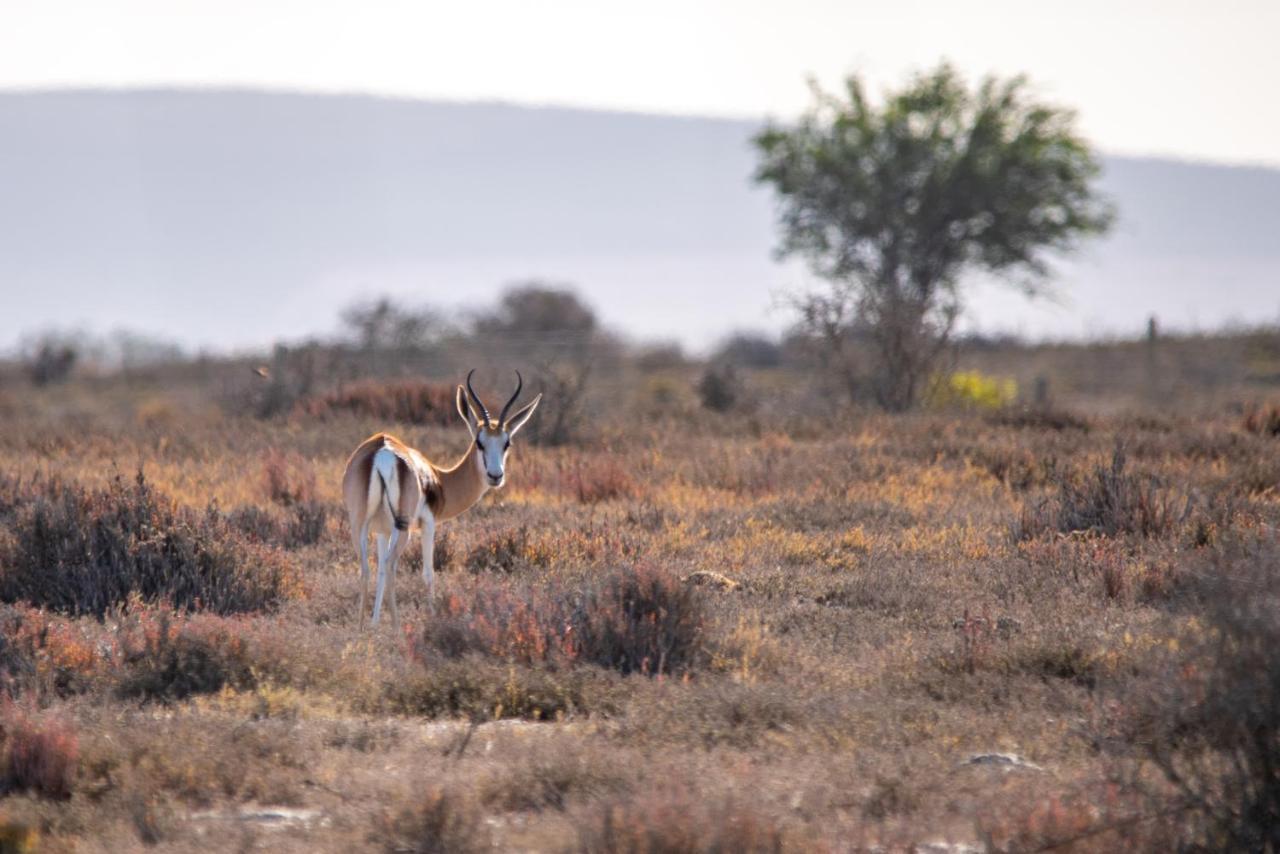 L'Ermitage Quagga Lodge Velddrif Esterno foto