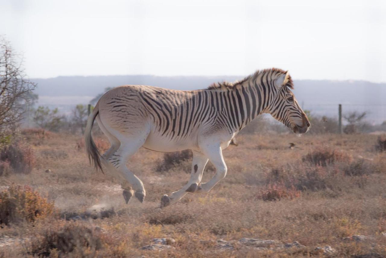 L'Ermitage Quagga Lodge Velddrif Esterno foto