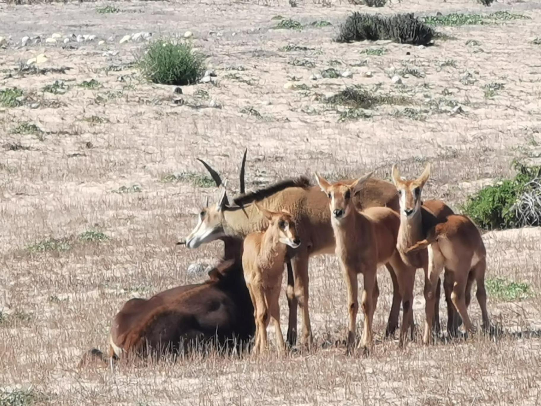 L'Ermitage Quagga Lodge Velddrif Esterno foto