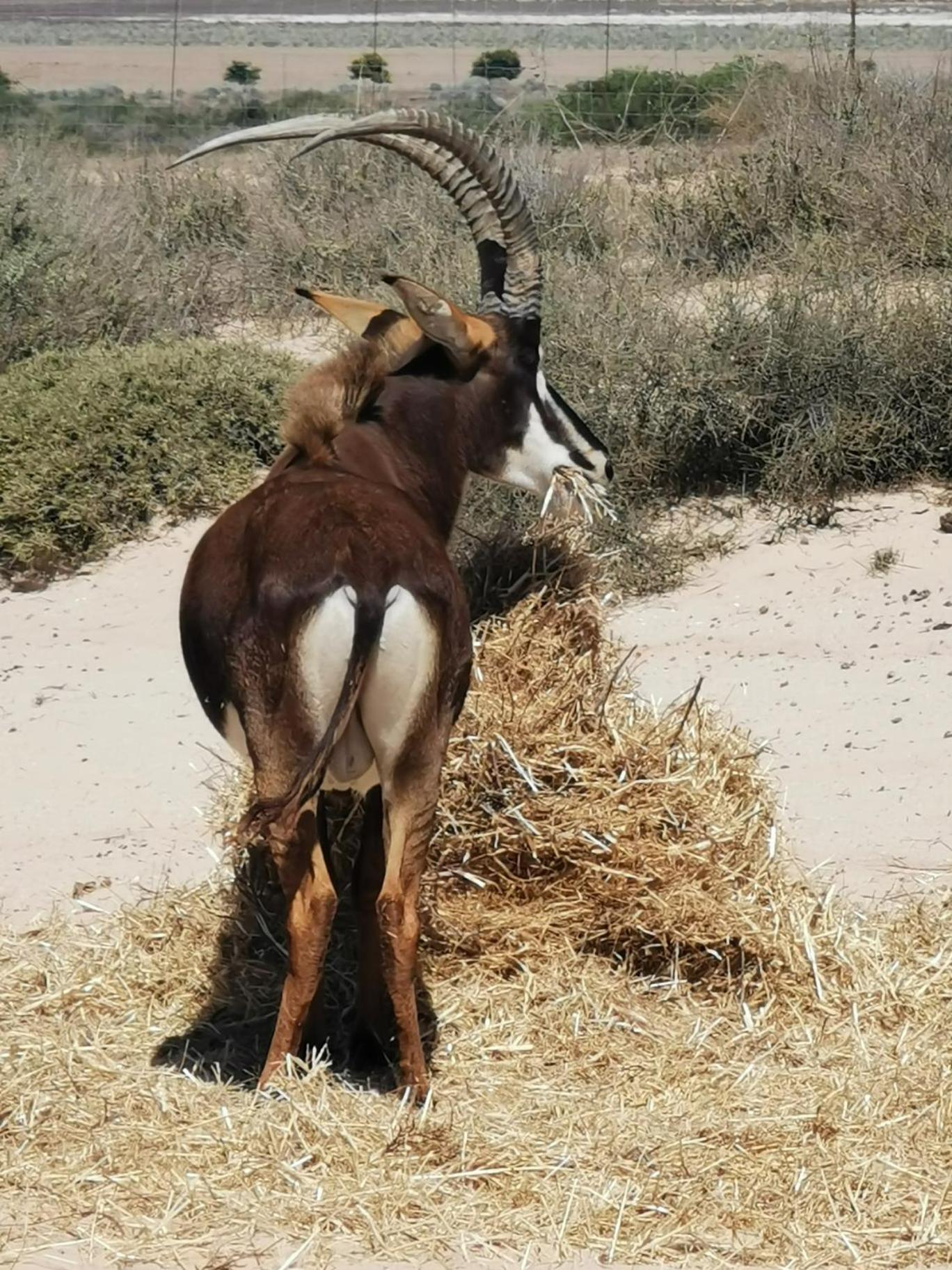 L'Ermitage Quagga Lodge Velddrif Esterno foto