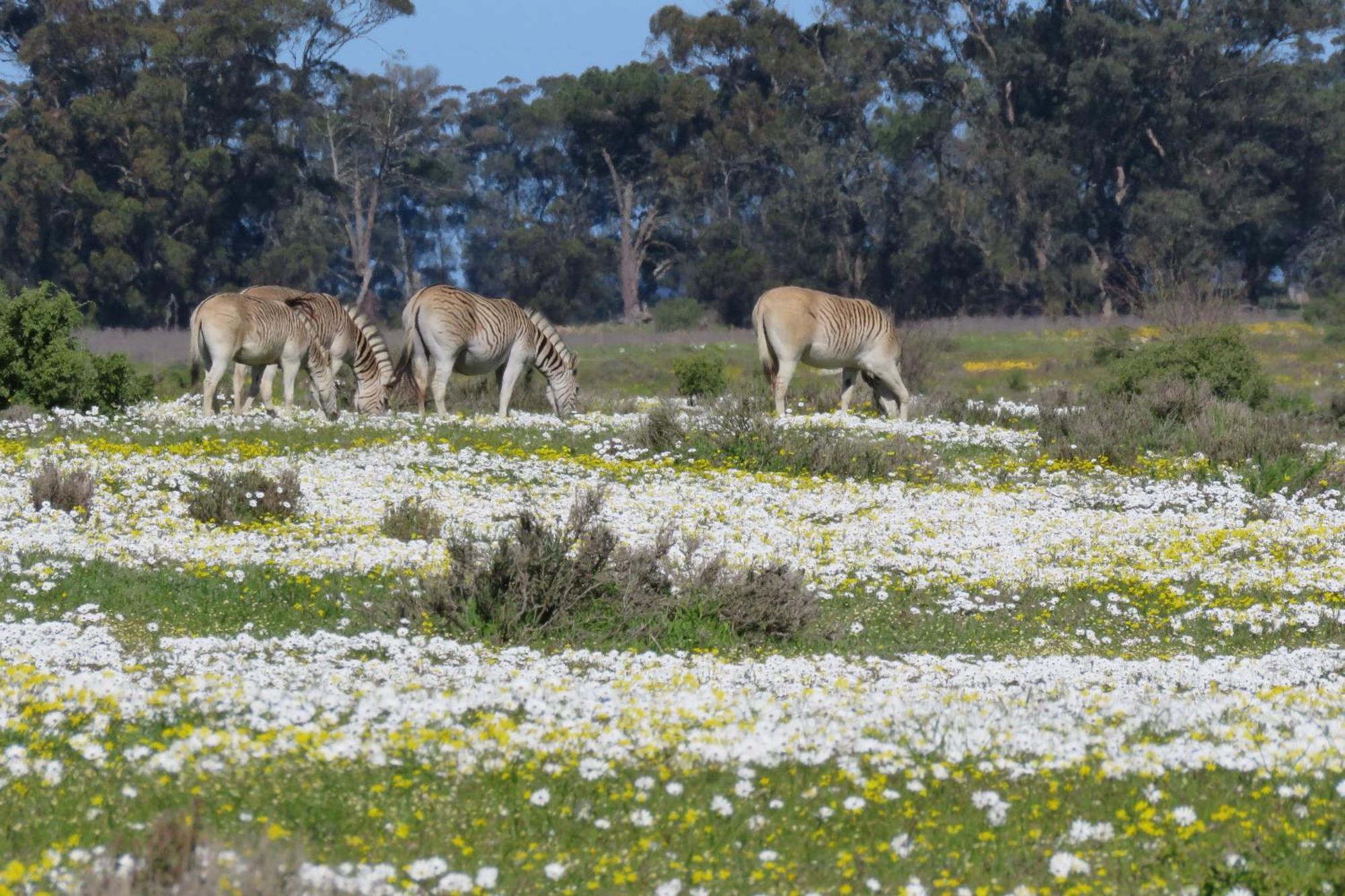 L'Ermitage Quagga Lodge Velddrif Esterno foto