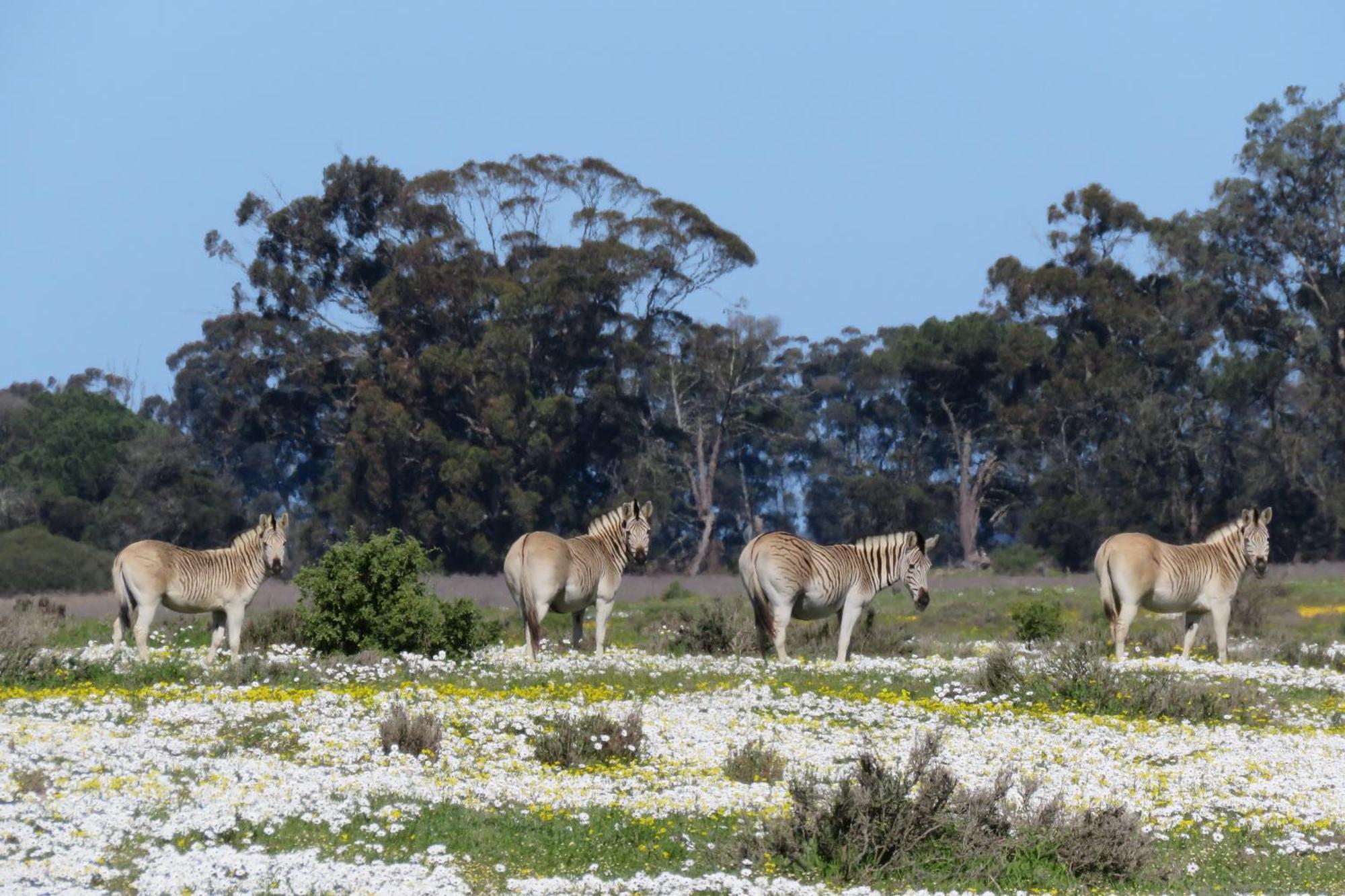 L'Ermitage Quagga Lodge Velddrif Esterno foto